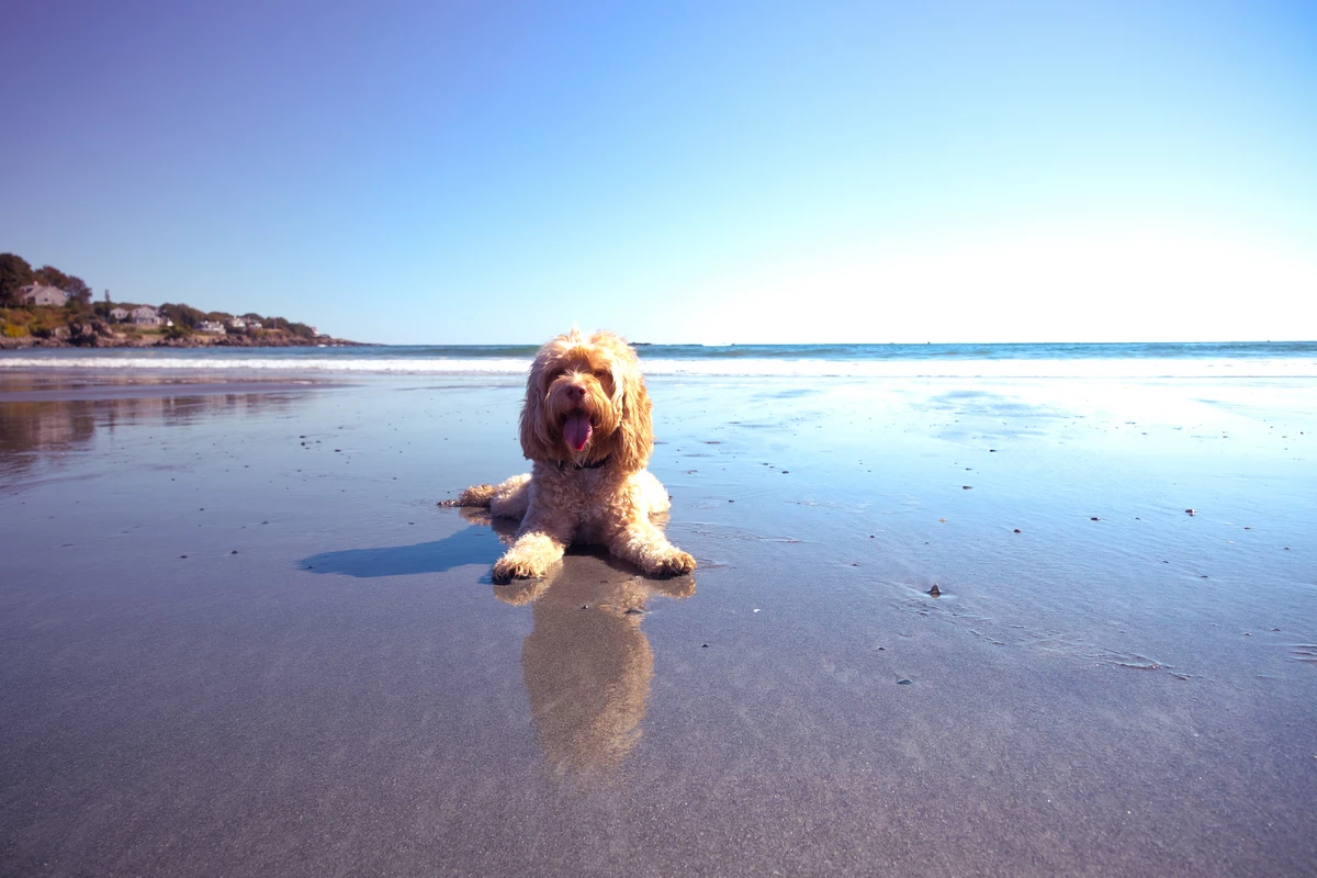 7 Dog-Friendly Beaches in Maine Sure to Keep Your Pup Cool