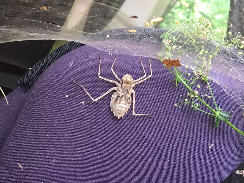 Is This a Spider?