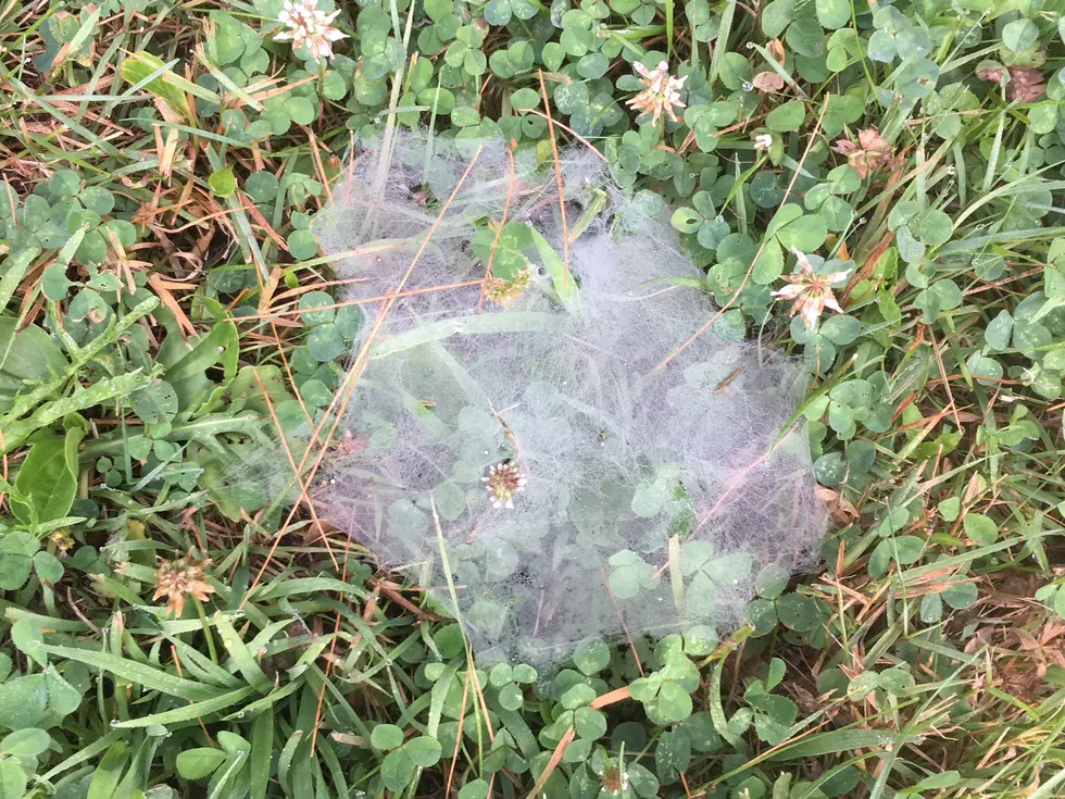 What Are All These Splotches on My Lawn?  [VIDEO]