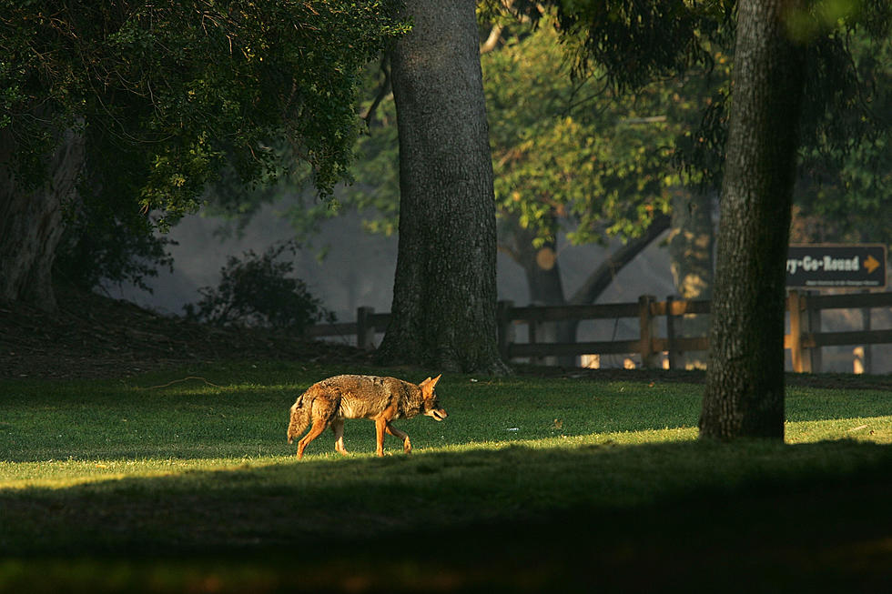 Kennebunk Police Issue Hilarious Coyote Warning