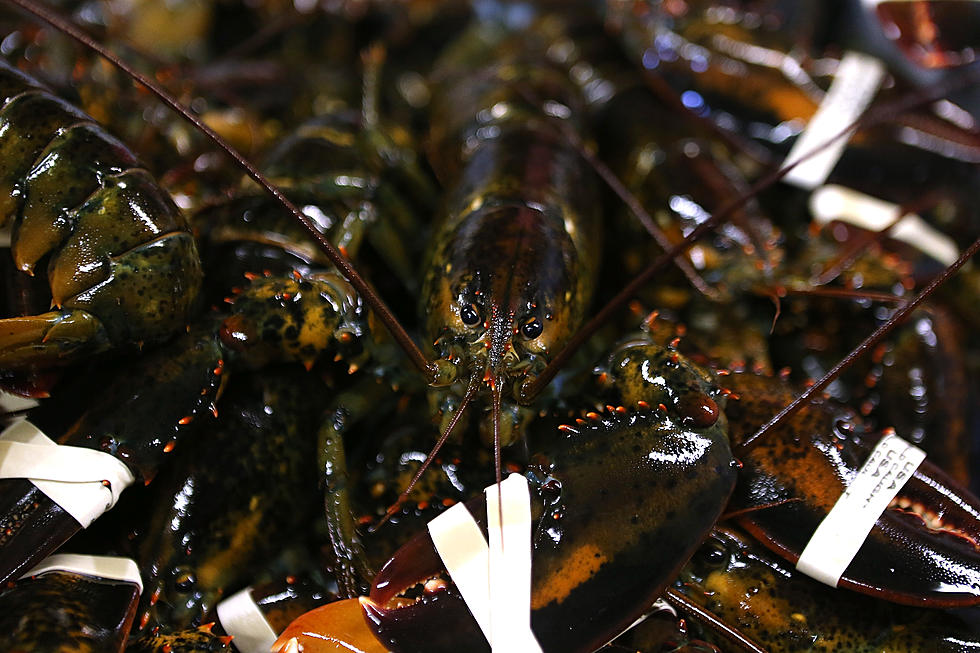 State Officials: It’s Illegal For Maine Restaurant To Serve Marijuana Lobsters