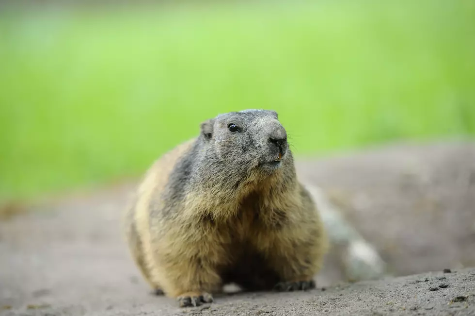 A Rabid Woodchuck Attacked a Dog in Bucksport