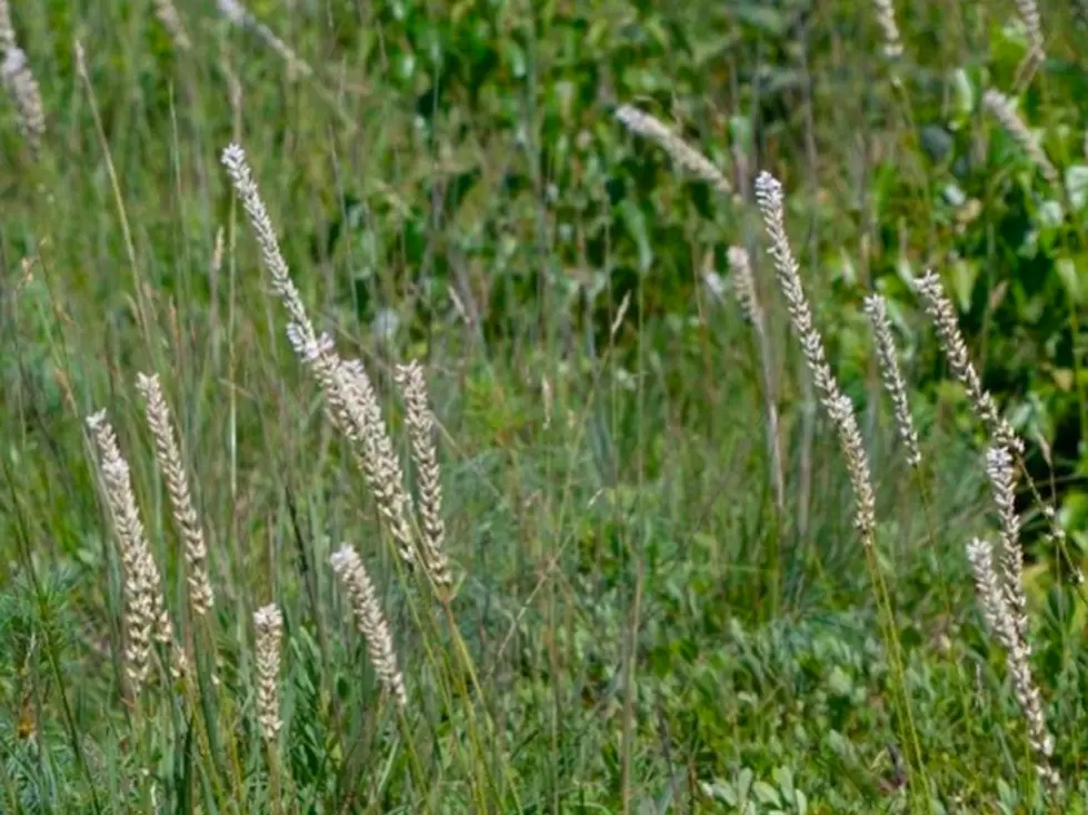 Unicorn (Plant) Spotted in Maine For First Time in 130 Years