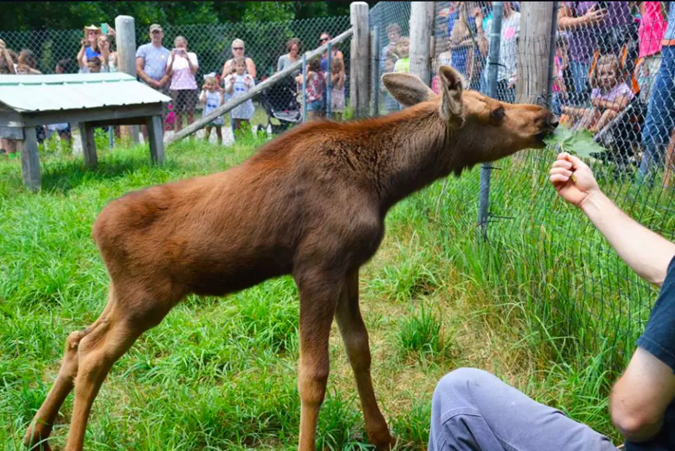 Rescued Moose Is Here To Stay; Adored By Wildlife Park Visitors