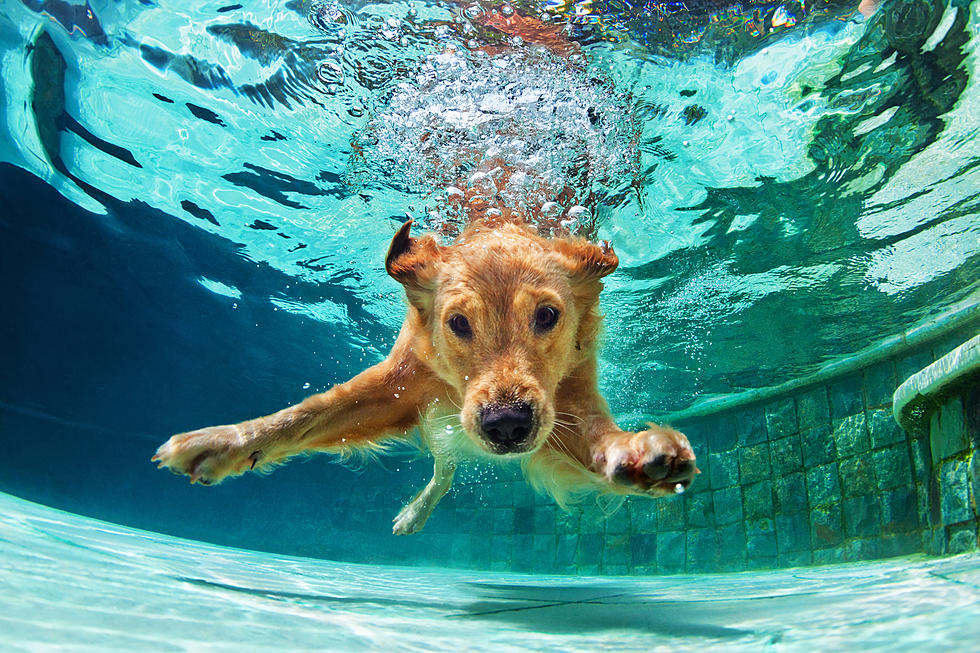 See Dogs Dive at the DockDogs Aquatic Competition This Weekend