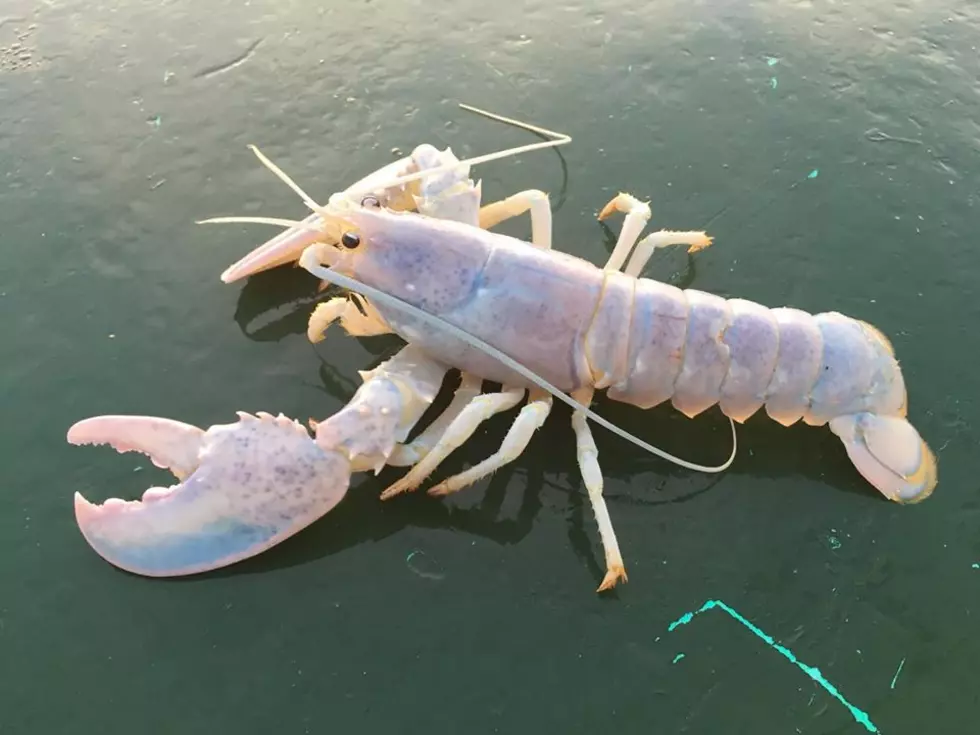 How Many '1 in a 100 Million' Lobsters Are Chillin' in Casco Bay