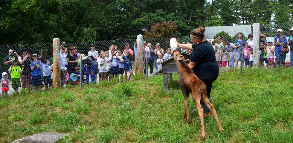 ‘Maggie’ The Rescued Baby Moose Pulls Big Crowds at Maine Wildlife Park