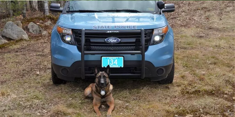 Maine State Police Dog Sniffs Out Stolen Handgun, Watches &#038; Jewelry During Arrest