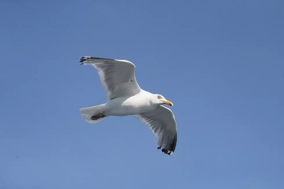 NH Beachgoer Fined $124 For Assaulting Federally-Protected Seagull That Stole His Lunch