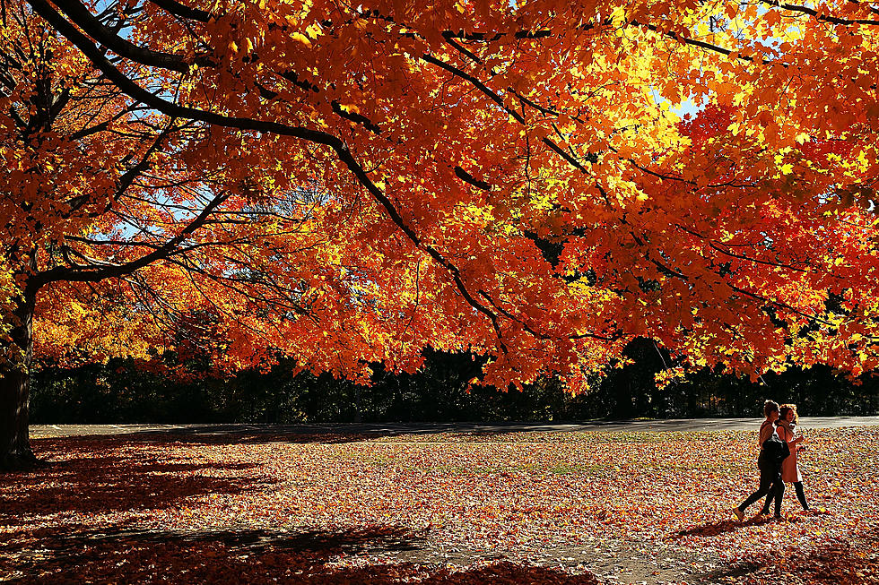 Maine Fall Foliage This Week