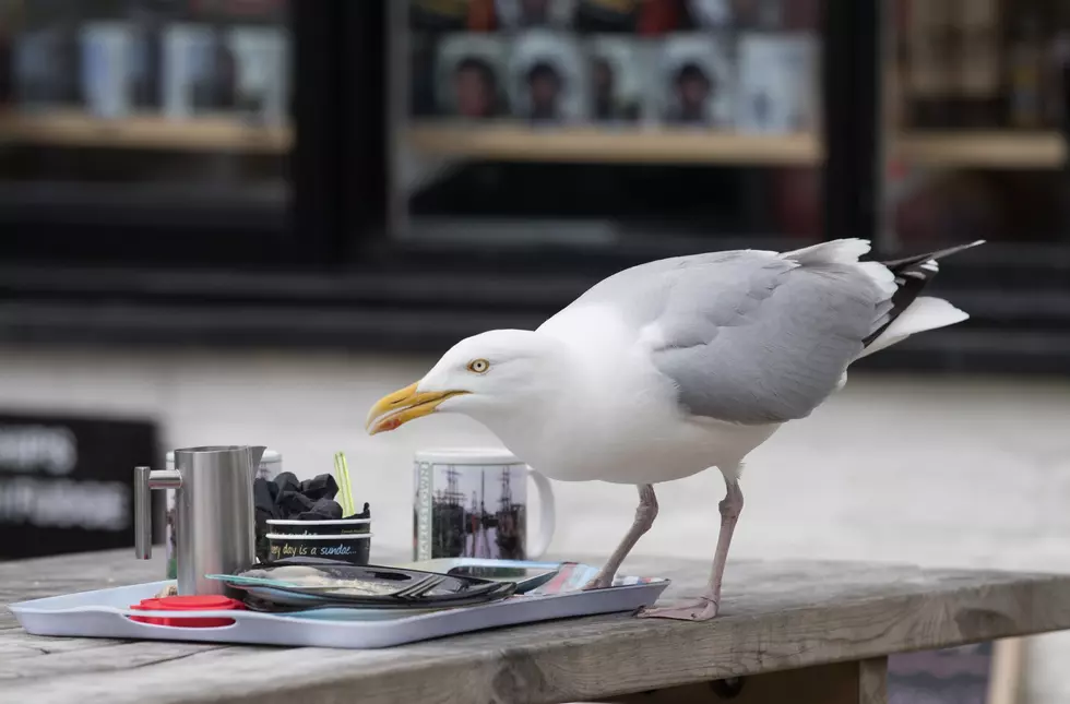 This Hilariously Simple Trick Could Deter Seagull Theft