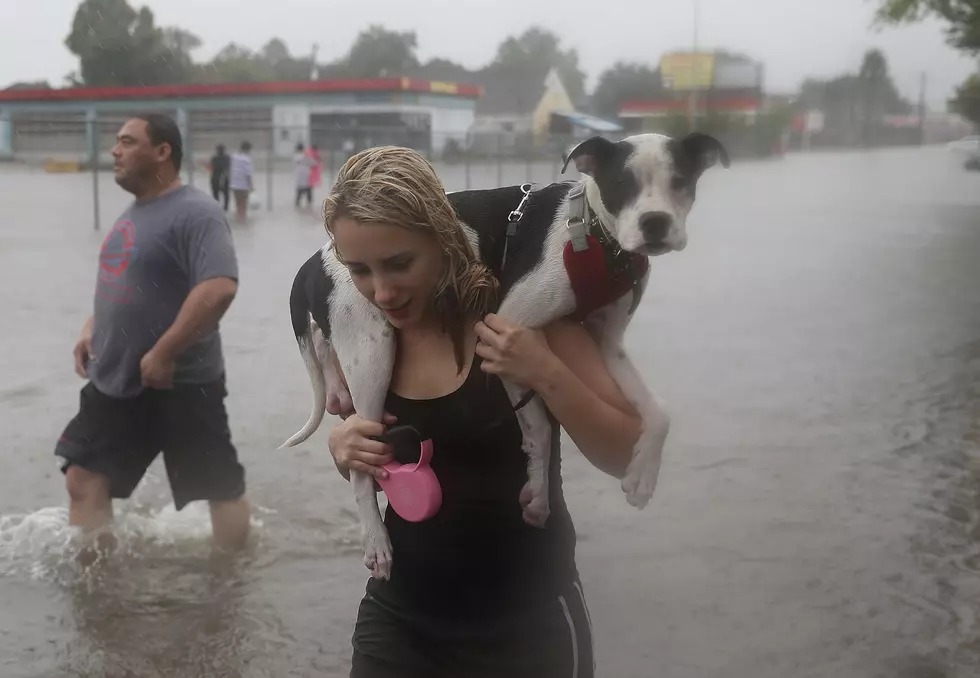 Two Mainers Are Heading Into Hurricane Florence To Save Pets