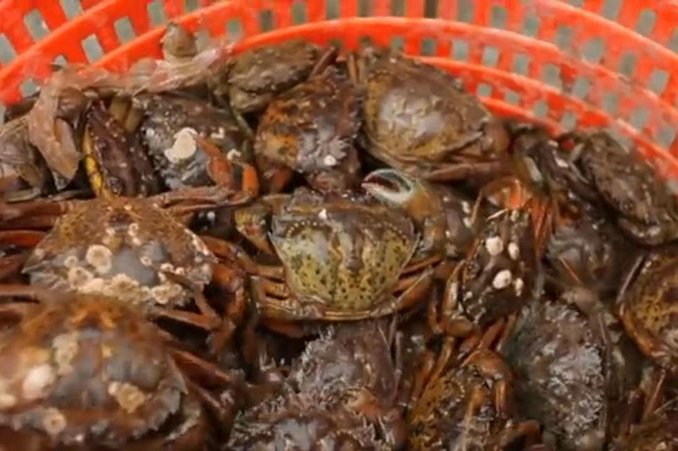 Angry Green Crabs Are Invading Maine From Nova Scotia