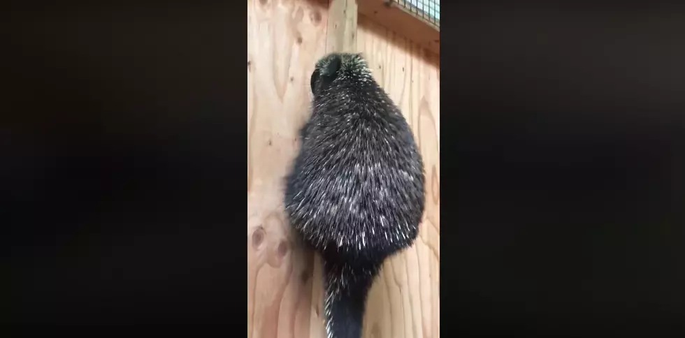 Watch: Porcupine Slides Down Pole at Maine's Center for Wildlife