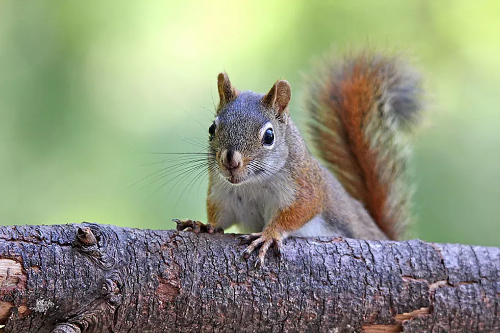 Lewiston Man Gets Clever With Sign When &#8216;Sister Kidnapped by Squirrels&#8217;