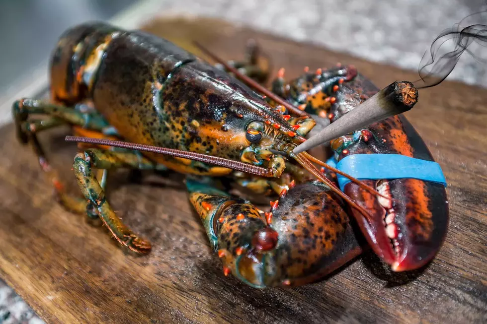 A Maine Lobster Pound is &#8216;Baking&#8217; Lobsters Before Cooking Them&#8230; With Marijuana