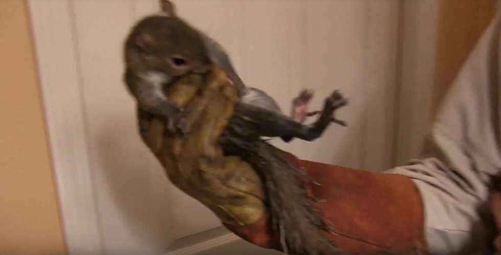 Woman Finds 2 Dead Squirrels In Toilet At South Portland Home