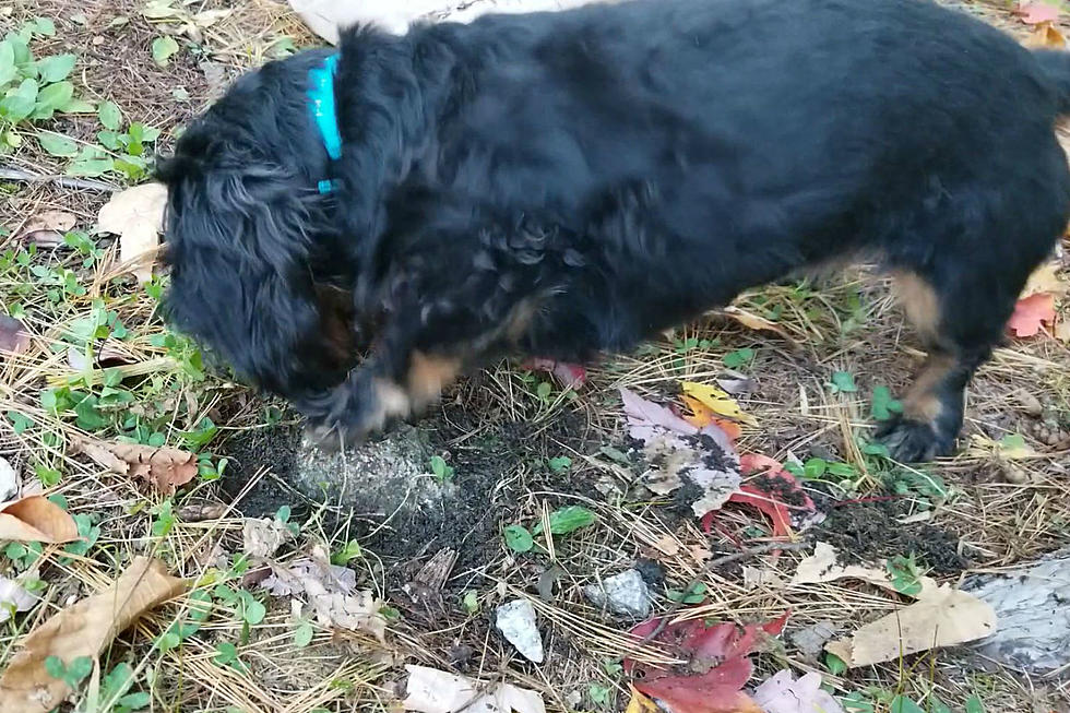 Watch This Little Dog Try So Hard To Dig a Big Rock Out of The Ground