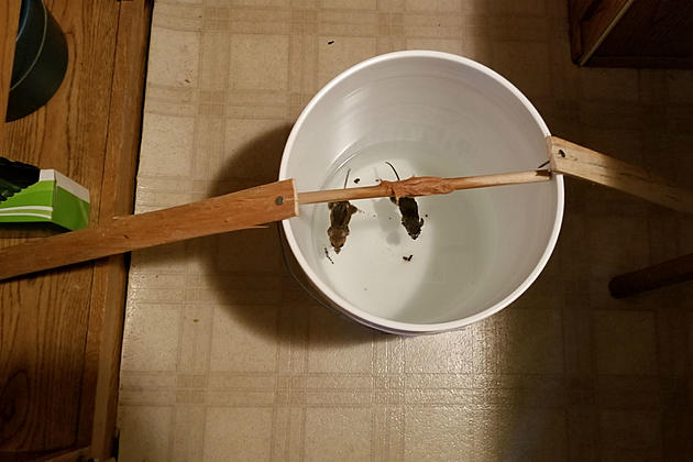 How Well Did My Bucket Mouse Trap Work? Here Are the Results
