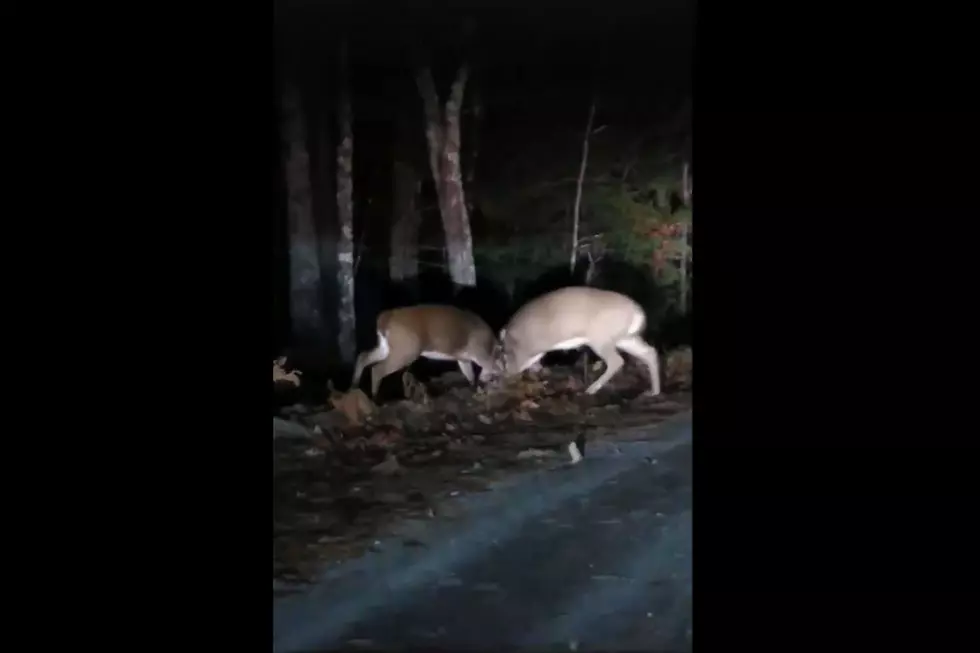 Two Bucks Caught On Video Fighting in Lewiston During The Rut