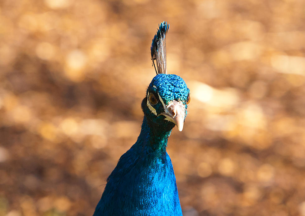 This New Englander’s Peacock Has Been on the Run With a Flock of Turkeys for 6 Weeks