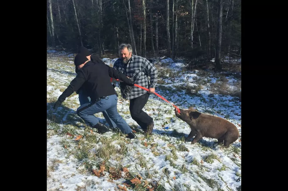 Maine State Police Struggle With an Uncooperative Pig in Palmyra