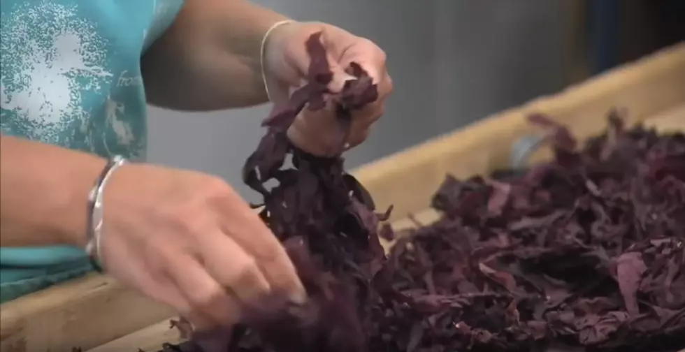 Wanna Learn How To Cook & Eat Seaweed? There’s A Class For That