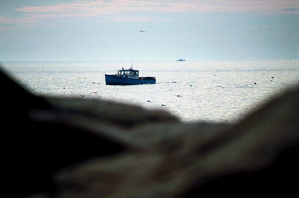 A Fish From Your Nightmares Was Caught Off Maine's Coast