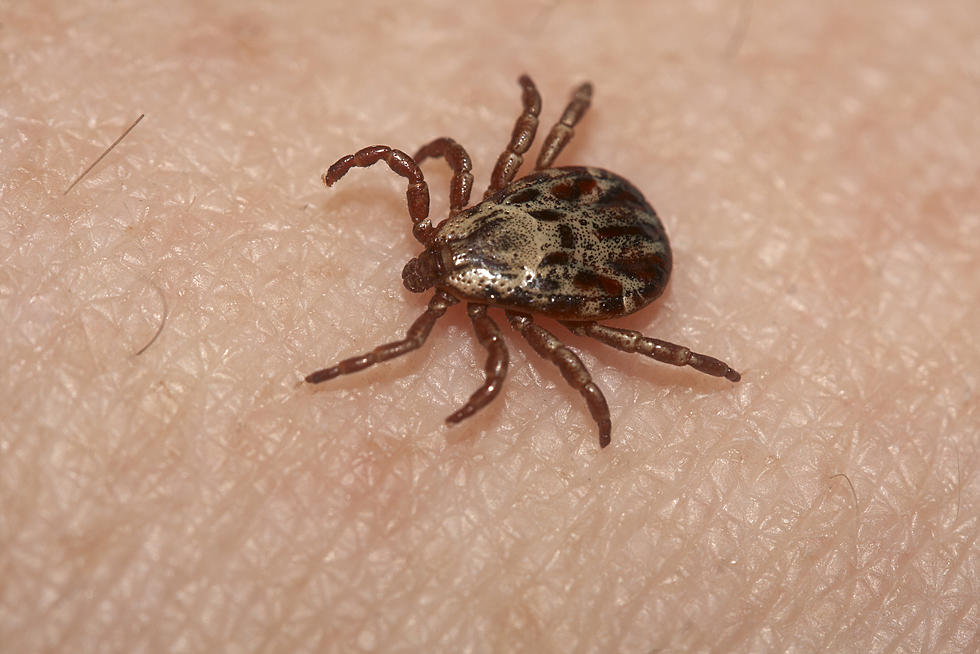 Invasive Tick Species From Asia Has Been Found In New England