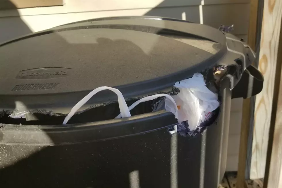 Something Really Wanted To Get Into My Trashcan