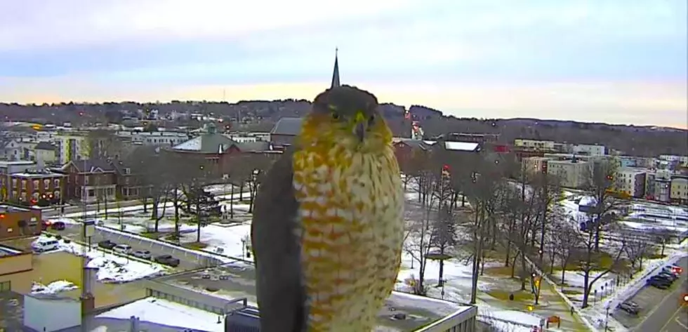 A Feathered Friend Blocked WGME’s Sky Cam in Lewiston & Made It on TV