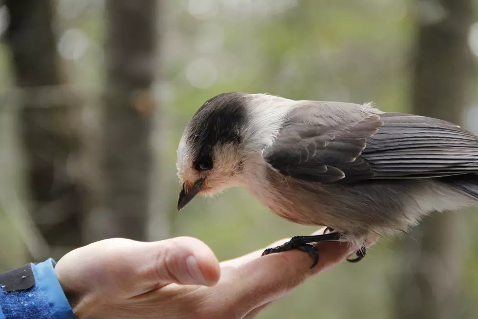 This Maine Forest Ranger Is Basically Snow White