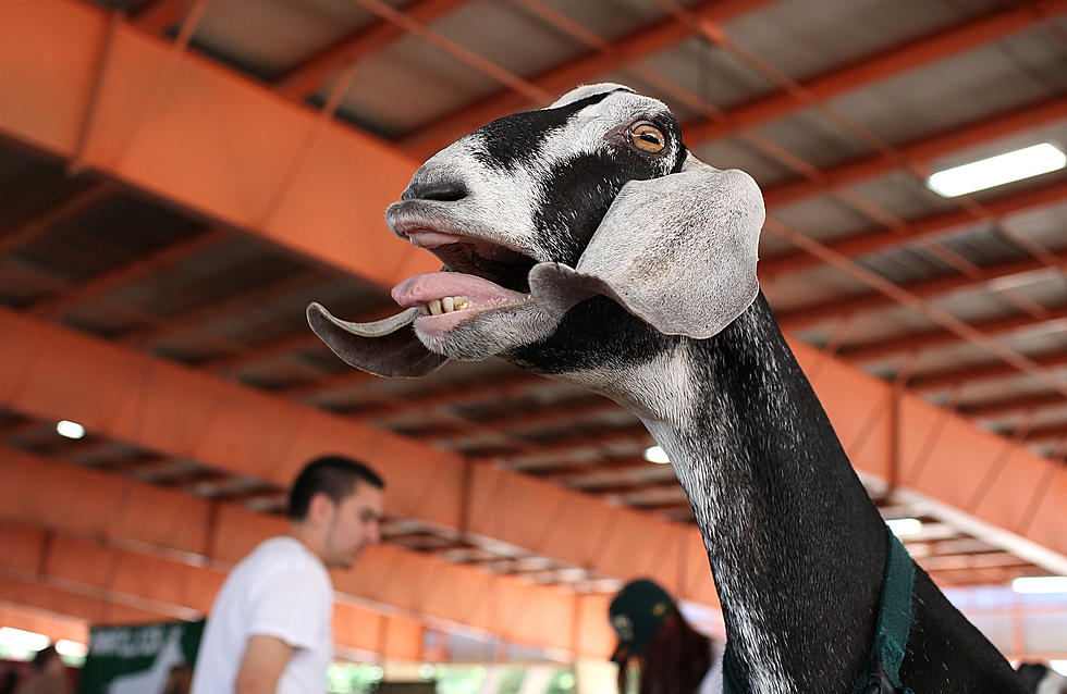 Mainers Donate Christmas Trees To Goats At Smiling Hill Farm