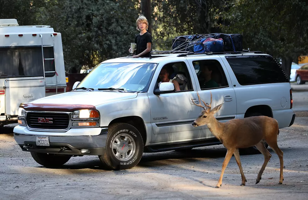 Are There Really Deer In Maine That Will Lick Your Car Clean? Yep!