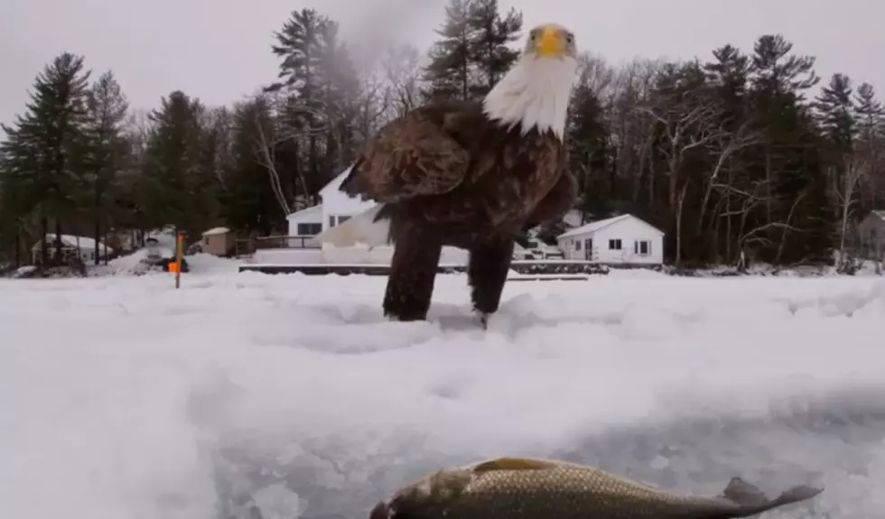 Watch Bald Eagle Sneaking Up to Snatch Fish on Sebago Lake
