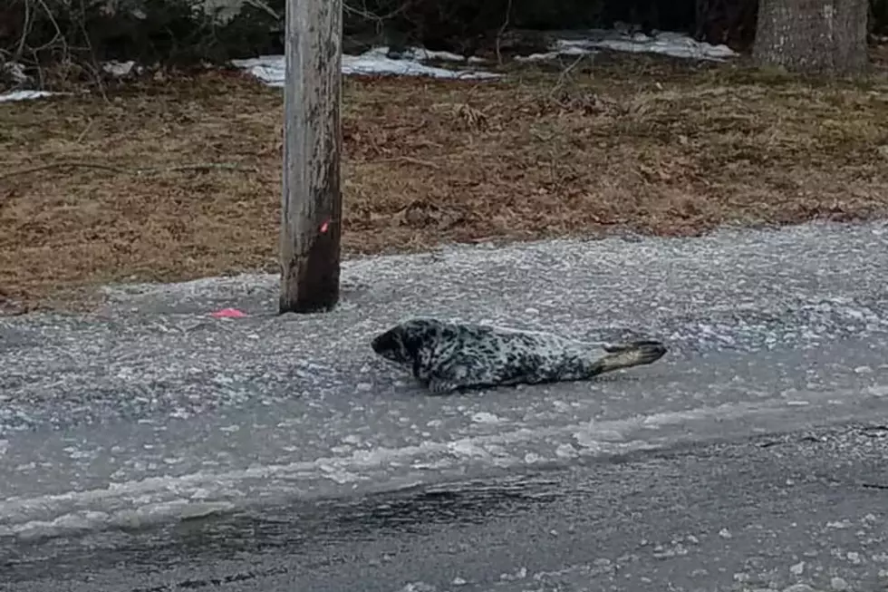 Baby Seal Found Crossing Road In Ellsworth, Maine