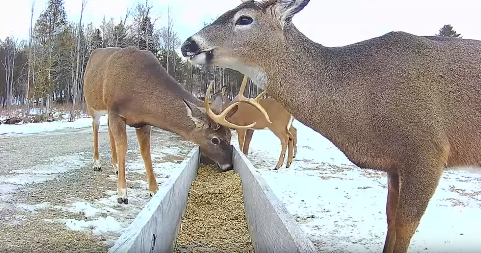 There’s a Livestream of a ‘Deer Food Pantry’ in Northern Maine And It’s Great