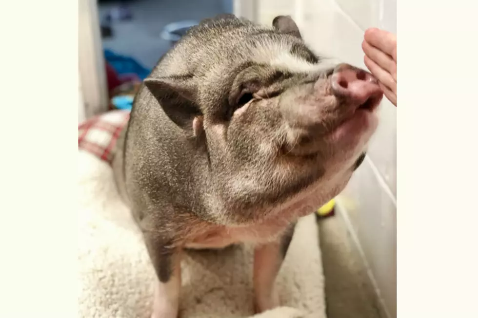 Henry the Pig is Up For Adoption at the Animal Welfare Society