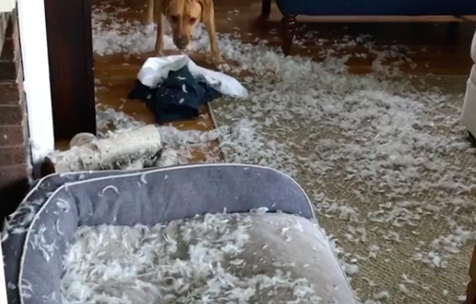 [VIDEO] My Friend&#8217;s Dog Committed a Feather Pillow Massacre
