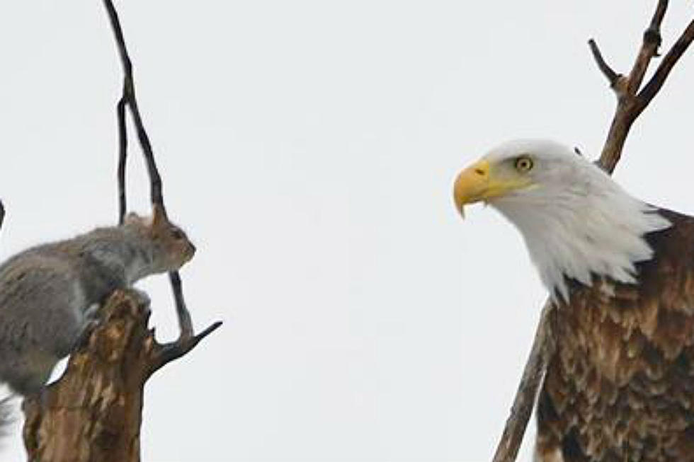 Bald Eagle and Squirrel Face Off in Lincoln, Maine