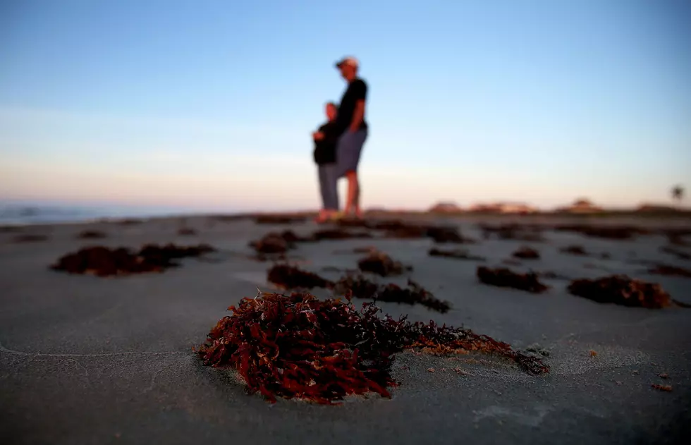 Edible Seaweed Startup in Biddeford Wins $100,000 on TV Competition