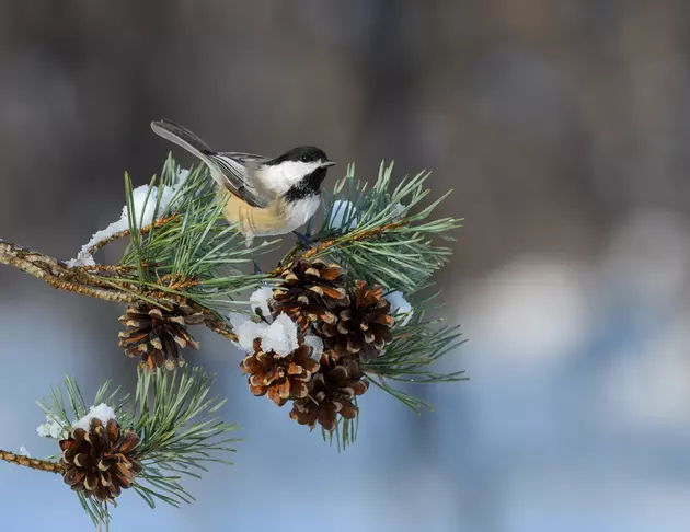 Maine Lawmakers Can&#8217;t Decide Which Chickadee Should Be State Bird