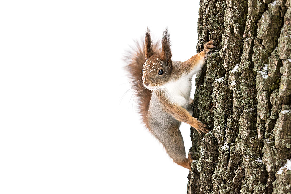 Squirrels Are Wreaking Havoc on This Year&#8217;s Syrup Harvest