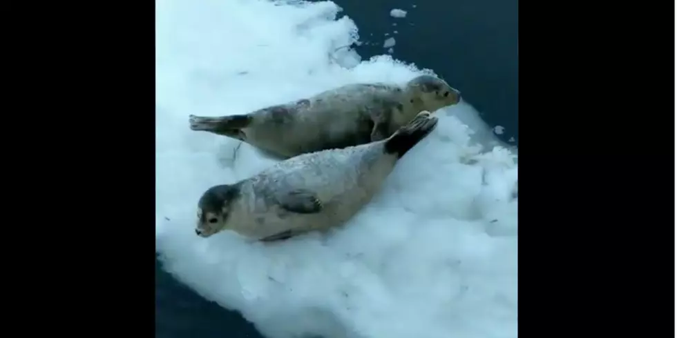 Two Lazy Maine Seals Floating Down the Kennebunk River Go Viral