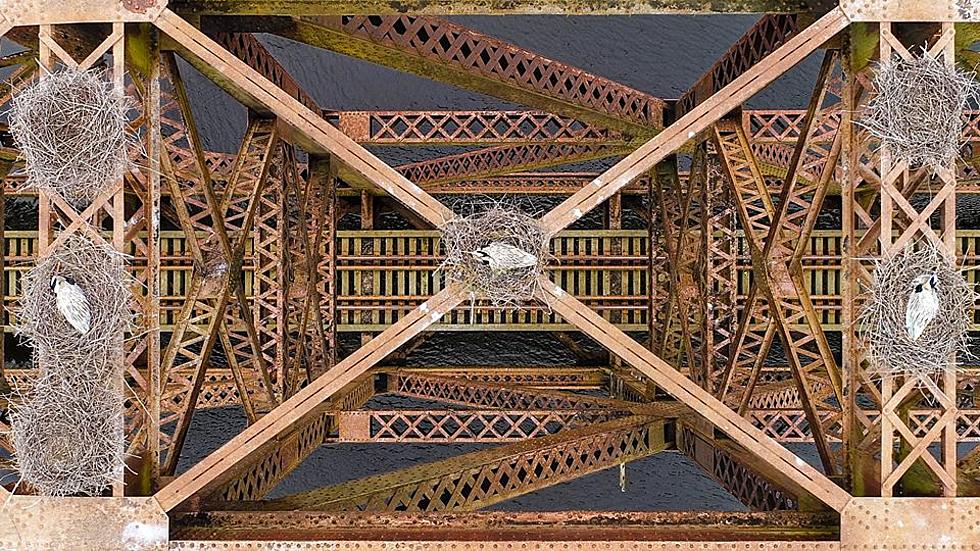 Soar Over Great Blue Heron Nests On Railroad Bridge in Maine