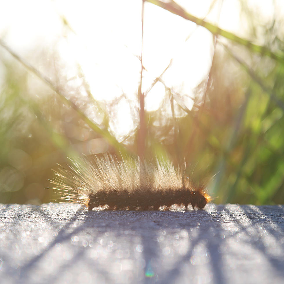 Scientists Say Browntail Moth Infestation Will Be Wicked This Season