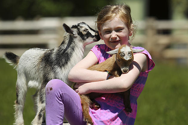 You Can Snuggle Goats This Weekend For Free