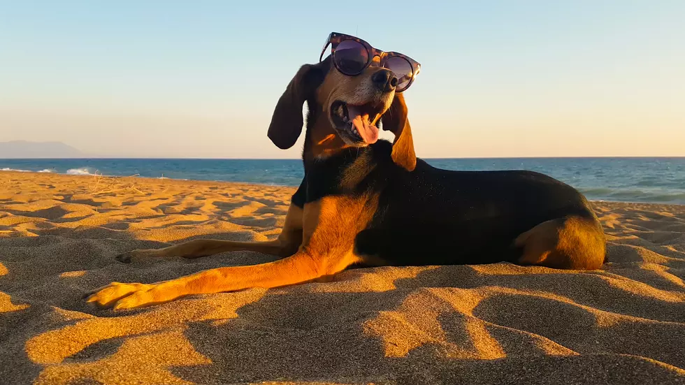 Saco Beaches Have A New Leash Law In Effect For Summer 2019
