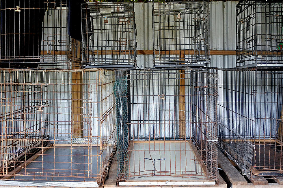 New Maine Bill Would Prohibit Cats & Dogs Being Sold In Pet Stores