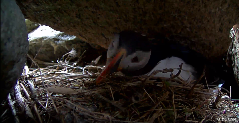 The Atlantic Puffins Have Returned to Seal Island, and You Can Watch Live Here